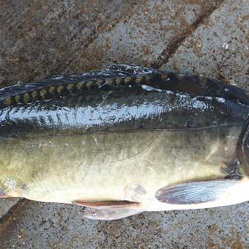 生态水产养殖鲜活镜鲤鱼淡水鱼类厂家批量2